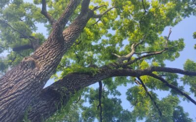 It Begins – Day One, Spring Equinox 2022