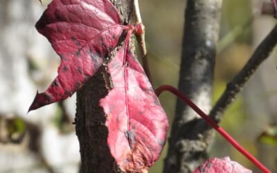 Three months of rewilding and lessons in humility from Virginia Creeper and Bumblebee